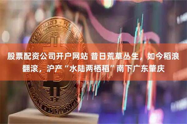 股票配资公司开户网站 昔日荒草丛生，如今稻浪翻滚，沪产“水陆两栖稻”南下广东肇庆